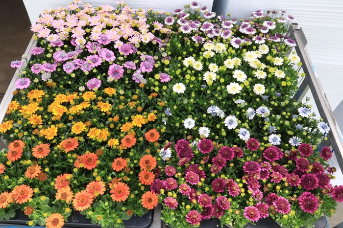 <h4>OSTEO 3D GEMENGD</h4>