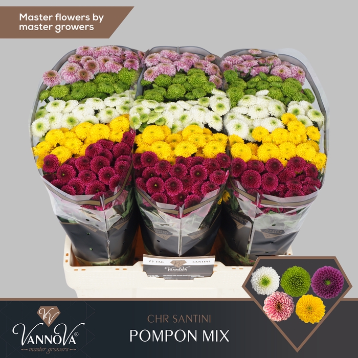 <h4>Chrysanten Chr S Pompon Gemengd</h4>
