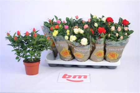 Ro B Monde Gem 6 Srt