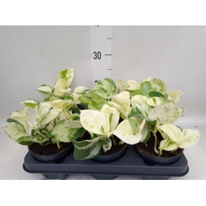 Epipremnum pinn. 'Happy Leaf'