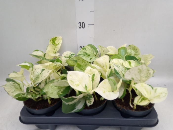 <h4>Epipremnum pinn. 'Happy Leaf'</h4>