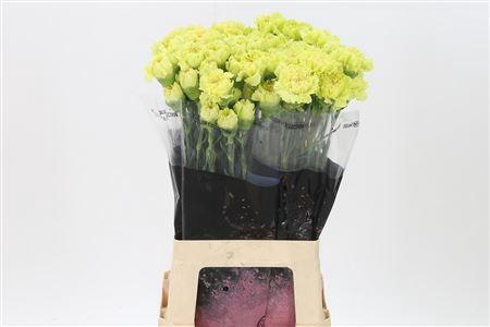 <h4>Di St Oliva</h4>