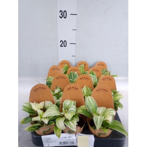 Philodendron   ...