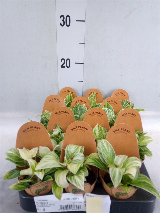 <h4>Philodendron   ...</h4>