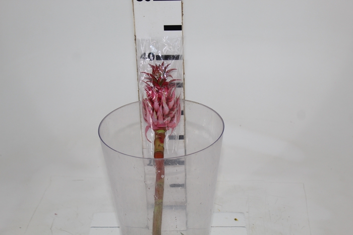 <h4>ANANAS MINI ROSA</h4>