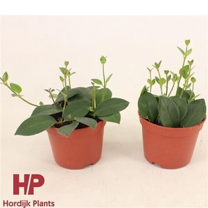 12 cm pot - Aeschynanthus (Flearly) Mona Lisa