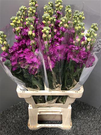 <h4>Matth Iron Rose</h4>