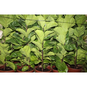 FICUS LYRATA BAMBINO P24 COMPACTO
