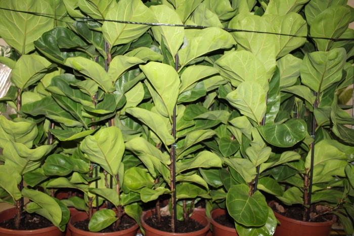 <h4>FICUS LYRATA BAMBINO P24 COMPACTO</h4>