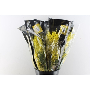 Acacia Mimosa Mirandole 200 Gram X12