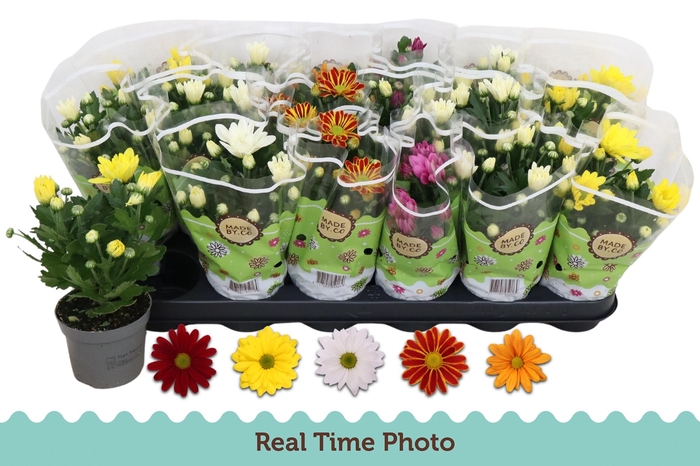 <h4>CHRYS GEM 5 KL</h4>