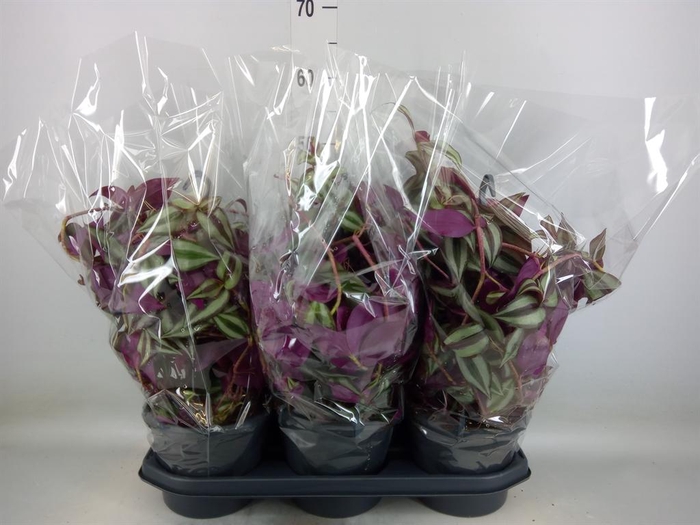 <h4>Tradescantia zebr.</h4>
