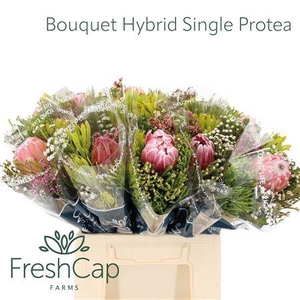 Bouquet Hybrid Single Protea