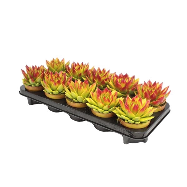 <h4>Echeveria bicoloured yellow/red</h4>