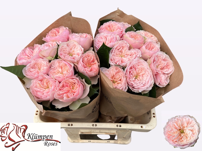 <h4>R GR TENDER LOVE</h4>