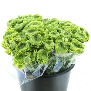 Ran Ponpon Flora Peach Extra