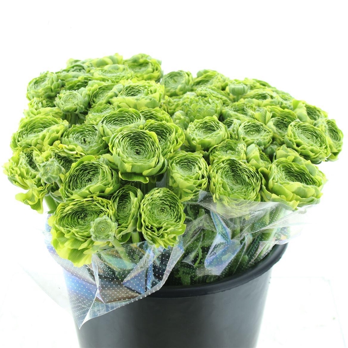 <h4>Ran Ponpon Flora Peach Extra</h4>