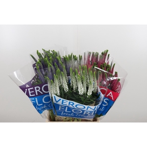 Veron Smart Gem