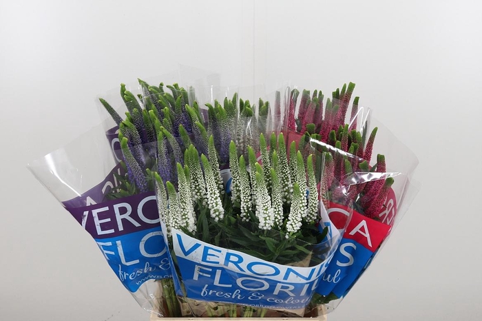 <h4>Veron Smart Gem</h4>