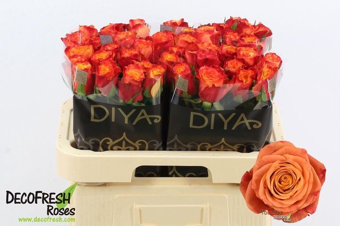 <h4>R Gr Touchee</h4>