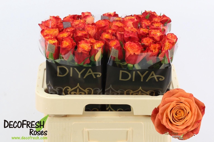 <h4>R Gr Touchee</h4>