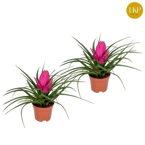Tillandsia cyanea 'Josée' rose vertakt