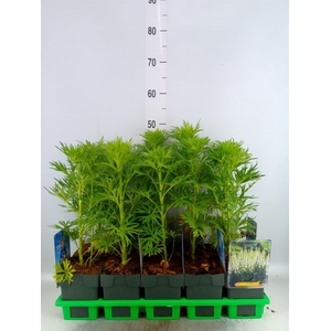 Aconitum napellus 'Album'