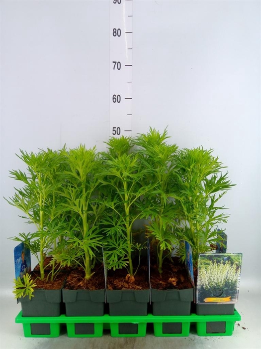 <h4>Aconitum napellus 'Album'</h4>