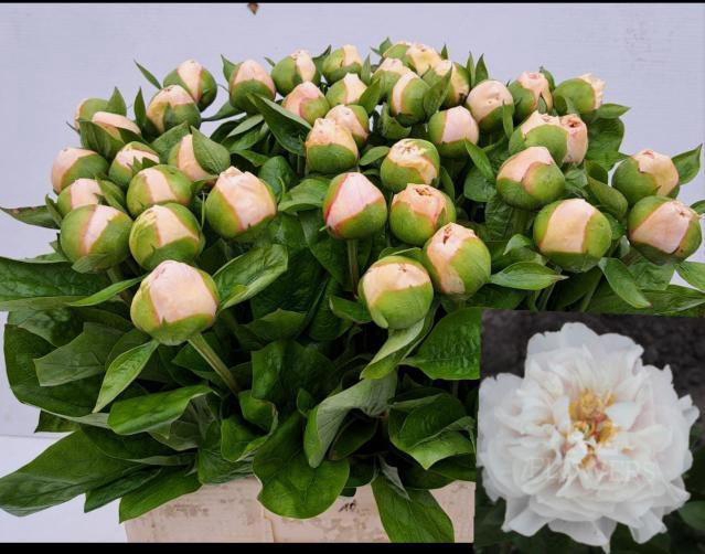 <h4>PAEO BLUSH PRINCESS</h4>