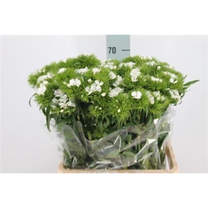 Dianthus Ba White Duke X50