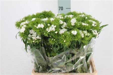 <h4>Dianthus Ba White Duke X50</h4>