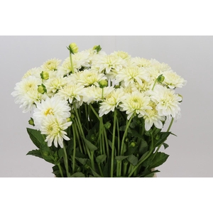 Dahlia Snow Cap