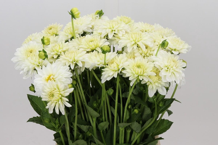 <h4>Dahlia Snow Cap</h4>