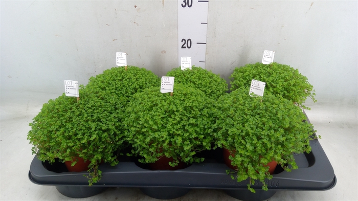 <h4>Soleirolia soleirolii   ...green</h4>
