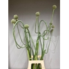 ALLIUM JAPAN STYLE XL