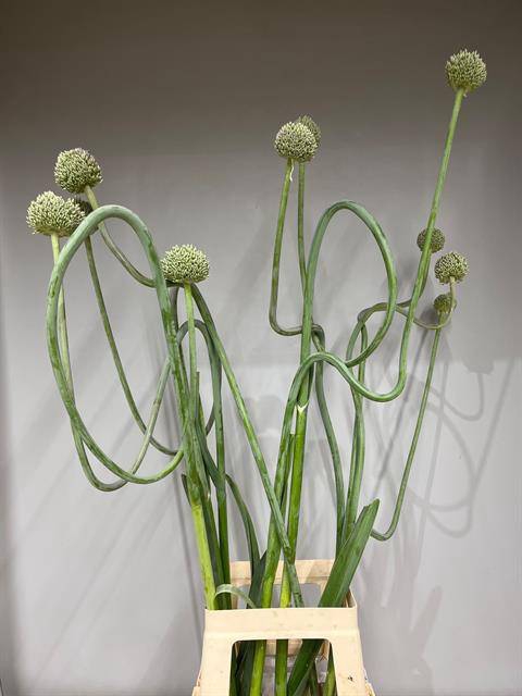 ALLIUM JAPAN STYLE XL