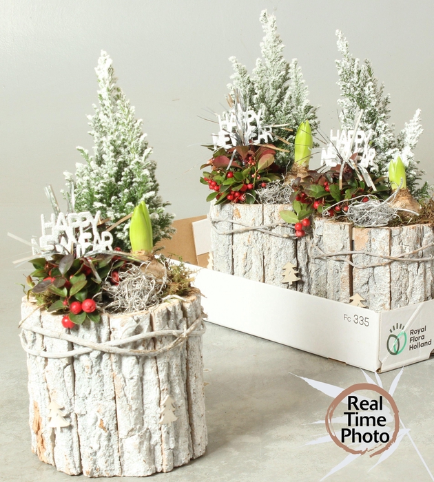 <h4>ARR TUINPLANTEN</h4>