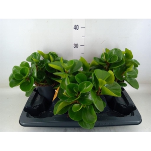 Peperomia obt. 'Green Gold'