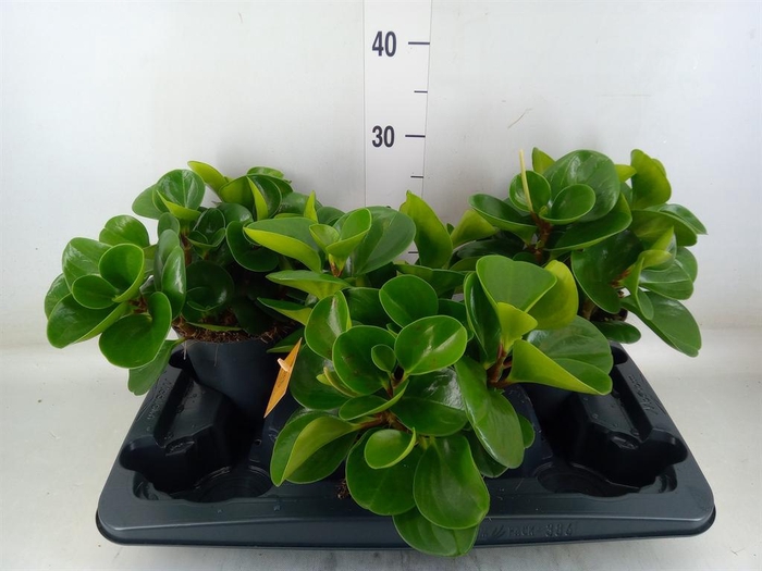 <h4>Peperomia obt. 'Green Gold'</h4>