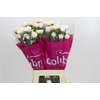 Dianthus St Brut