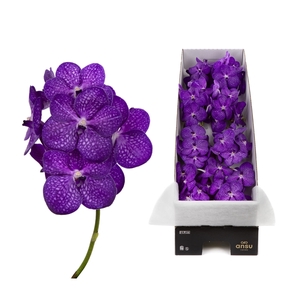 Vanda Bright Purple X8