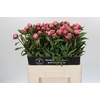 Paeonia Dr A Fleming