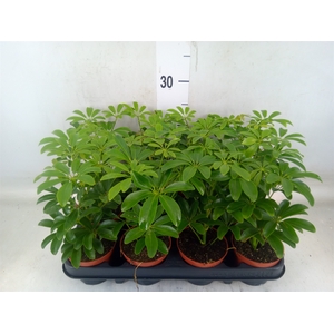 Schefflera arbor. 'Luseana'