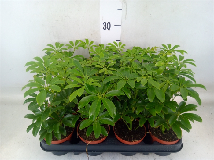 <h4>Schefflera arbor. 'Luseana'</h4>