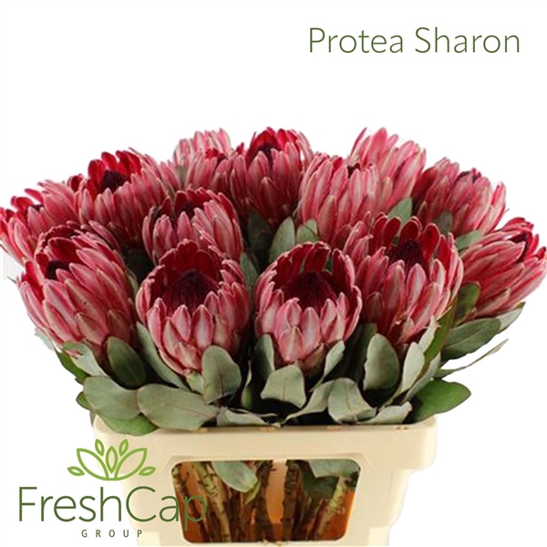 <h4>Protea Sylvia</h4>