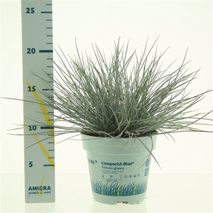 Festuca glauca CompactA Blue®