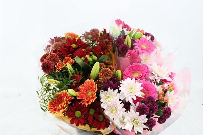 <h4>Bqt Season Large 11st</h4>