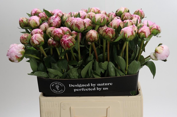 <h4>Paeonia Sarah Bernhardt</h4>
