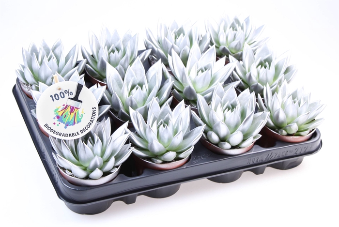 <h4>Echeveria  'Miranda'</h4>