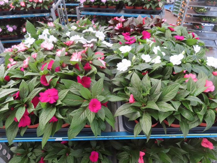 <h4>IMPAT NG MIXK 4 KL</h4>